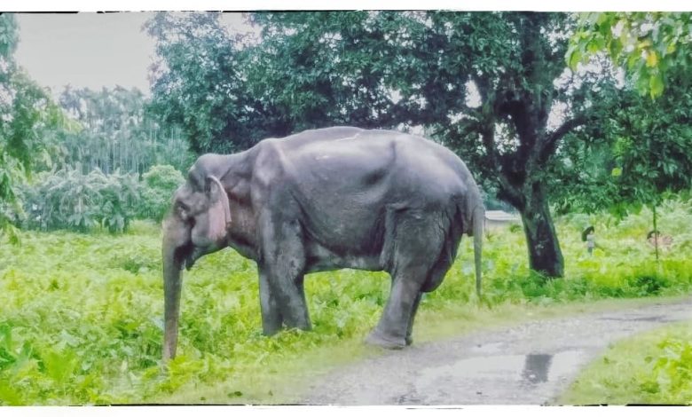 Injured Wild Elephant