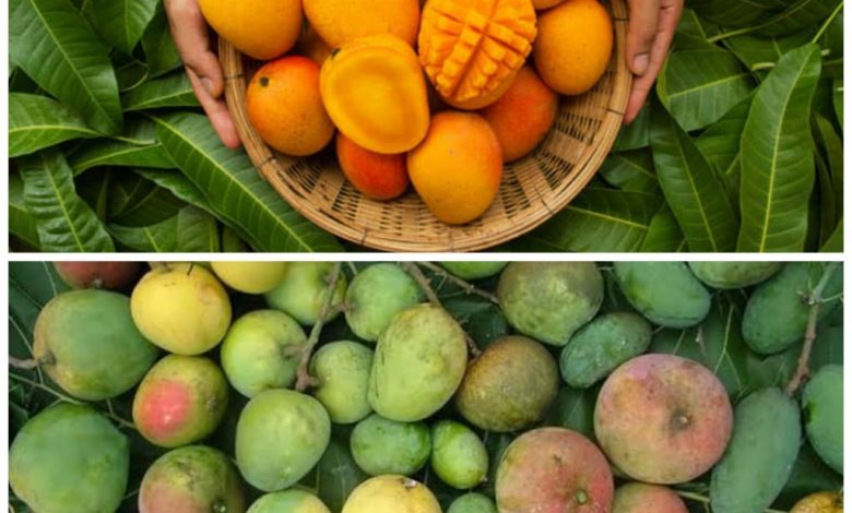 Mango Benefits