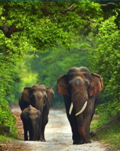 World Elephant Day