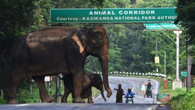 kaziranga national park flood