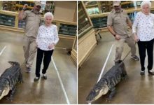 Old lady walking with crocodile