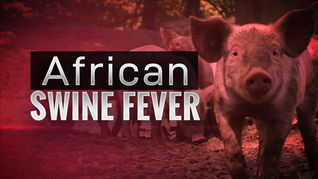 African swine fever hits Tripura after Mizoram
