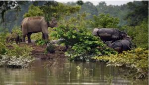 Kaziranga Flood