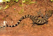 Army’s Bent Toed Gecko: ভাৰতীয় সেনাৰ নামেৰে নামকৰণ কৰা হ'ল মেঘালয়ত উপলব্ধ জেঠীৰ...