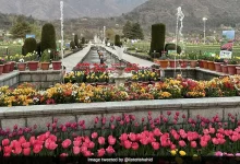 Asia's largest Tulip Garden in Srinagar opens for public