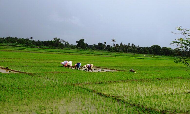 পুনৰ অসমৰ ভূমিত নগাৰ আগ্ৰাসন! অসমীয়াৰ মাটিত সংগোপনে ৰোপন কৰিলে কঠিয়া...