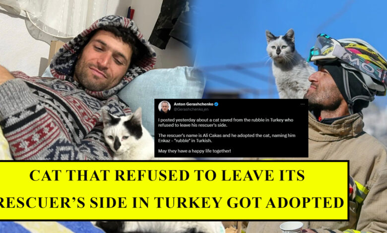 Cat that refused to leave its rescuer’s side in Turkey got adopted
