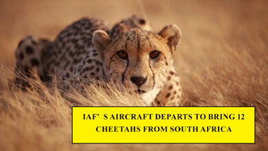 IAF’s aircraft departs to bring 12 cheetahs from South Africa