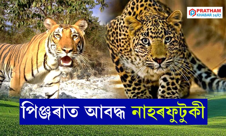 পিঞ্জৰাত আবদ্ধ নাহৰফুটুকী পিঞ্জৰাত আবদ্ধ নাহৰফুটুকী