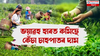 ভয়াৱহ হাৰত কমিছে কেঁচা চাহপাতৰ দাম